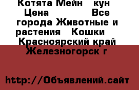 Котята Мейн - кун › Цена ­ 19 000 - Все города Животные и растения » Кошки   . Красноярский край,Железногорск г.